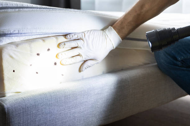 Best Bed Bug Extermination  in Sayre, OK
