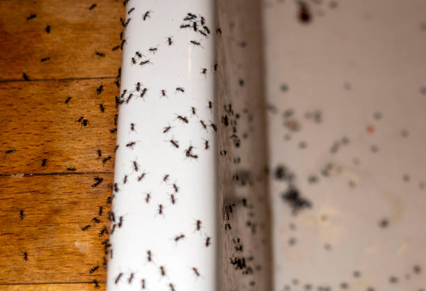 Best Affordable Pest Control Services  in Sayre, OK